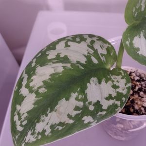 Scindapsus (no I.D.)